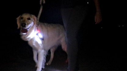 Night Runner 270 Shoe Lights